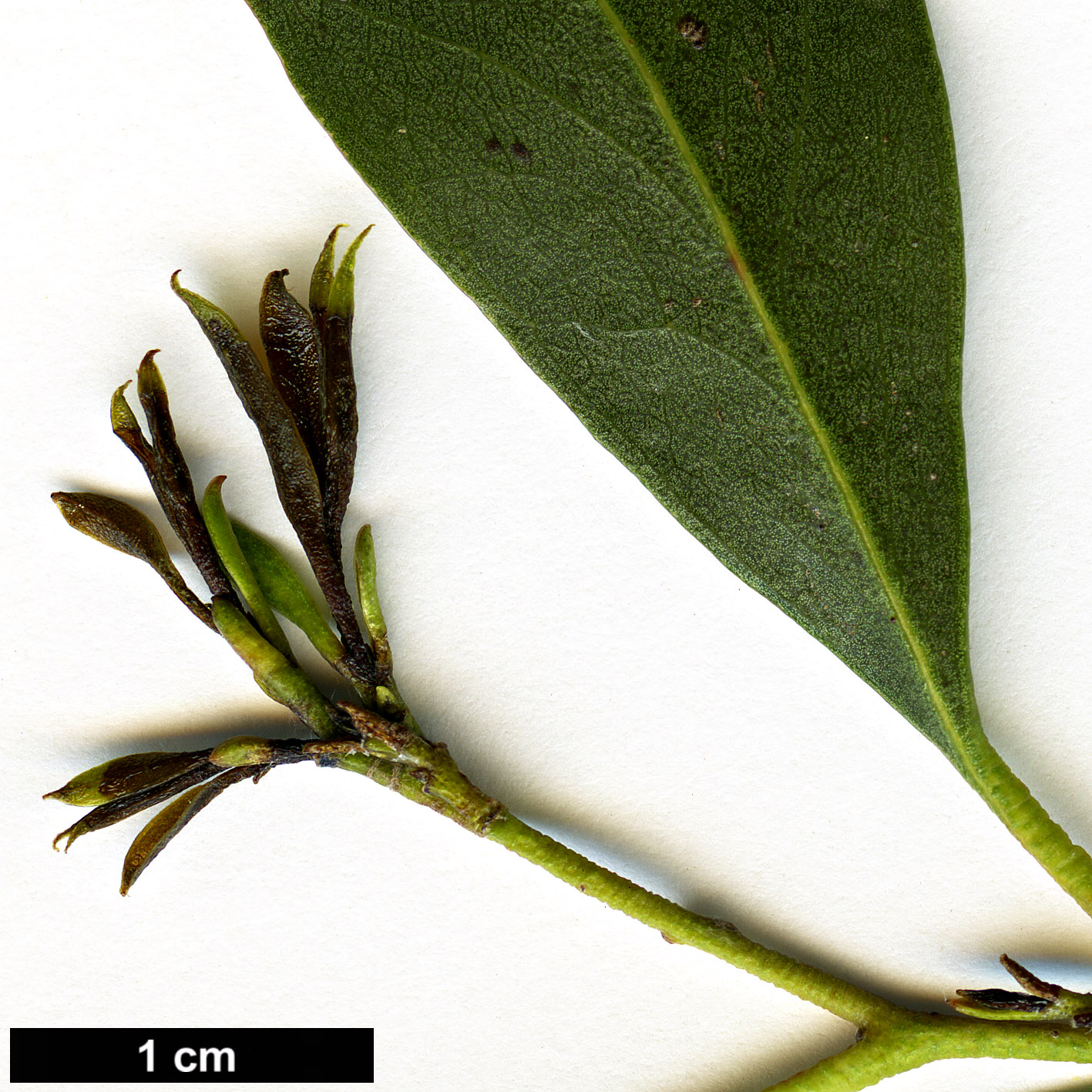 High resolution image: Family: Myrtaceae - Genus: Eucalyptus - Taxon: amygdalina × E.pauciflora High resolution image: Family: Myrtaceae - Genus: Eucalyptus - Taxon: amygdalina × E.pauciflora